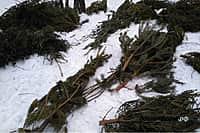 Жители Канаша смогут сдать ёлки на переработку.