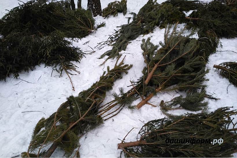 Жители Канаша смогут сдать ёлки на переработку.